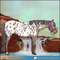 Horse Color:Liver Red Dun Near Leopard 