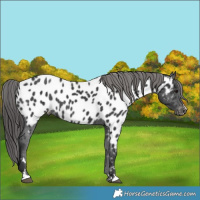 Horse Color:Black Near Leopard 