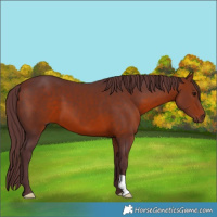 Horse Color:Chocolate Bay 