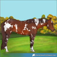 Horse Color:White Spotted Chocolate Brown 