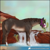 Horse Color:Liver Chestnut 