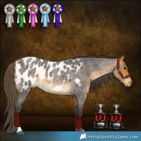 Horse Color:Buckskin Roan Blanket