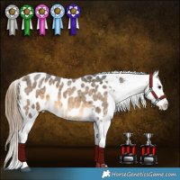 Horse Color:Buckskin Roan Appaloosa