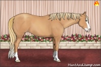 Horse Color:Gold Champagne Splash