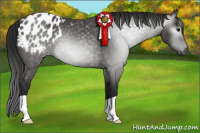 Horse Color:Gray Black Appaloosa 