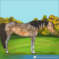 Horse Color:Buckskin Ice 