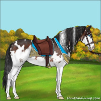 Horse Color:White Spotted Brown Splash Rabicano 