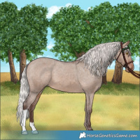 Horse Color:Silver Brown Dun Appaloosa 