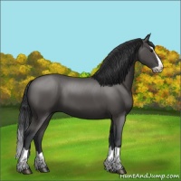 Horse Color:Black Splash 