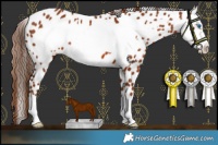 Horse Color:Chestnut Frame Appaloosa