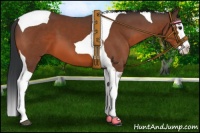 Horse Color:Bay Splash Tobiano 