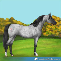 Horse Color:Platinum Blue Roan Rabicano 