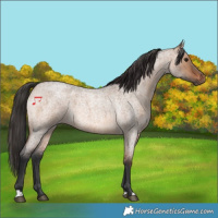 Horse Color:Brown Roan Dun 
