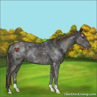 Horse Color:Nacre Midnight Chestnut Ice Appaloosa Rabicano