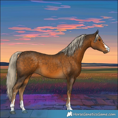 Horse Color:Chocolate Palomino 