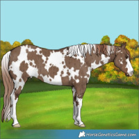 Horse Color:White Spotted Liver Red Dun Brindle