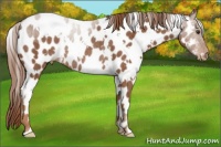 Horse Color:White Spotted Chestnut Appaloosa Rabicano 