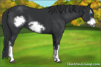 Horse Color:Black Splash Frame 