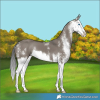 Horse Color:Grullo Sabino Splash 
