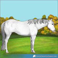 Horse Color:White Spotted Black Splash 