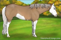 Horse Color:Silver Bay Dun Splash