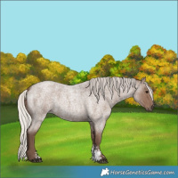 Horse Color:Silver Blue Roan Sabino 