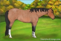 Horse Color:Bay Roan 