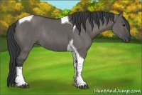 Horse Color:Grullo Tobiano Rabicano 