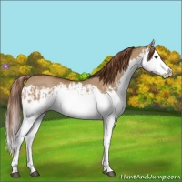 Horse Color:Red Dun Splash  and Red Dun Splash 