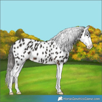 Horse Color:Liver Chestnut Splash Near Leopard 