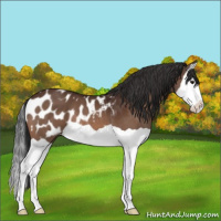 Horse Color:Brown Splash Appaloosa