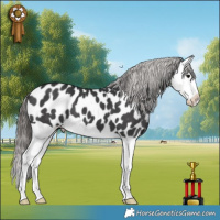 Horse Color:Black Splash Appaloosa 