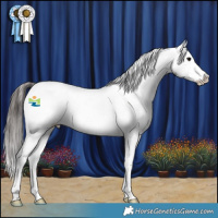 Horse Color:Brown Splash Near Leopard 