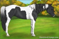 Horse Color:Black Tobiano 