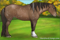 Horse Color:Gray Black Pearl Appaloosa 