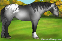 Horse Color:Gray Black Appaloosa 