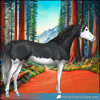 Horse Color:Black Splash