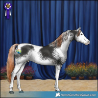 Horse Color:White Spotted Liver Chestnut Tobiano 
