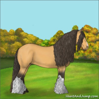 Horse Color:Buckskin 