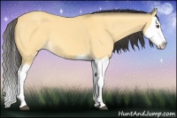 Horse Color:Buckskin Dun Splash 