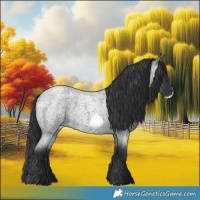 Horse Color:Blue Roan Frame 