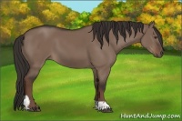 Horse Color:Liver Red Dun Tobiano 