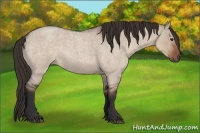 Horse Color:Liver Red Dun Roan 