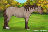 Horse Color:Liver Red Dun Roan Rabicano 