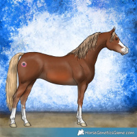 Horse Color:Chestnut 