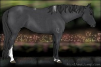 Horse Color:Blue Roan Tobiano 
