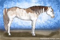 Horse Color:Red Dun Splash  and Gray Red Dun Splash 