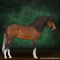 Horse Color:Buckskin Appaloosa