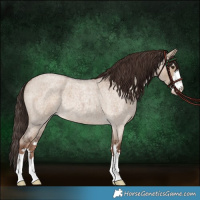 Horse Color:Liver Red Dun Roan
