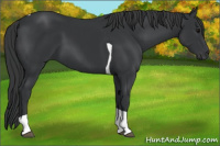 Horse Color:Black Tobiano 